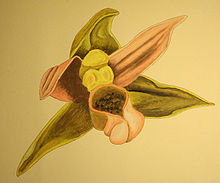 Epipactis helleborine aspromontana DIS01.jpg