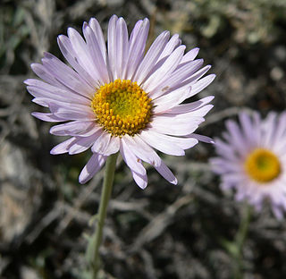 <i>Erigeron argentatus</i> Species of flowering plant