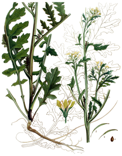 Ranskankaalisinappi (Erucastrum gallicum)