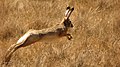 Ethiopian Highland Hare (Lepus starcki) running.jpg