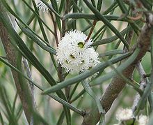 Eucalyptus angustissima.jpg 