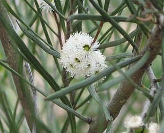 <i>Eucalyptus angustissima</i> Species of eucalyptus