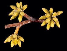 flower buds Eucalyptus capitellata buds.jpg