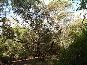 Beskrivelse af billedet Eucalyptus conferruminata.jpg.