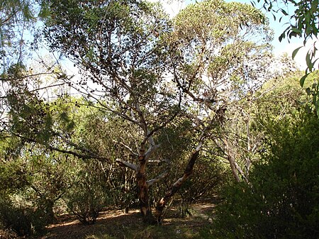 Eucalyptus_conferruminata