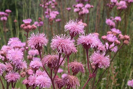 Eupatorium macrocephalum01.jpg