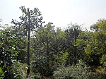 Euphorbia antiquorum (YS) (4).JPG