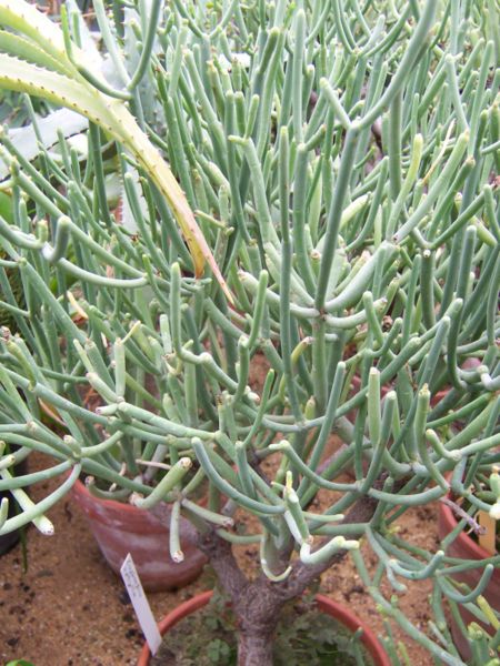 File:Euphorbia aphylla.jpg