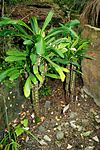 Euphorbia lophogona 2.jpg