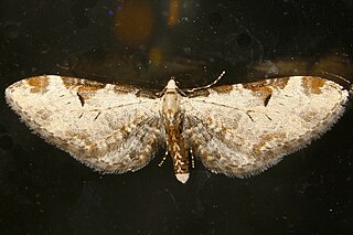 <i>Eupithecia nevadata</i> Species of moth