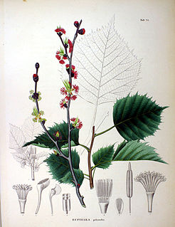 <i>Euptelea</i> Genus of flowering plants
