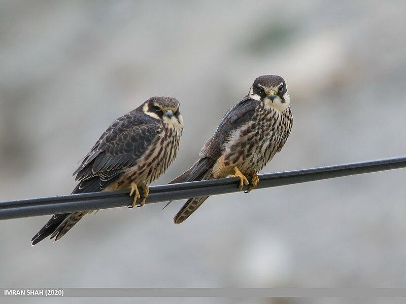 File:Eurasian Hobby (Falco subbuteo) (51194882240).jpg