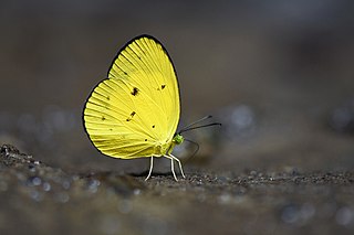 <i>Eurema celebensis</i> Species of butterfly