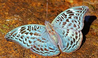 <i>Euryphura achlys</i> Species of butterfly