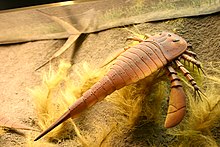 Eurypterus Smithsonian.jpg