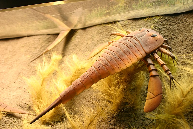 File:Eurypterus Smithsonian.jpg