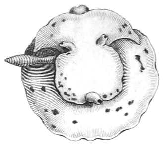 Drawing of dorsal view of Euselenops luniceps Euselenops luniceps.png