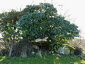 Dolmen de Eylias