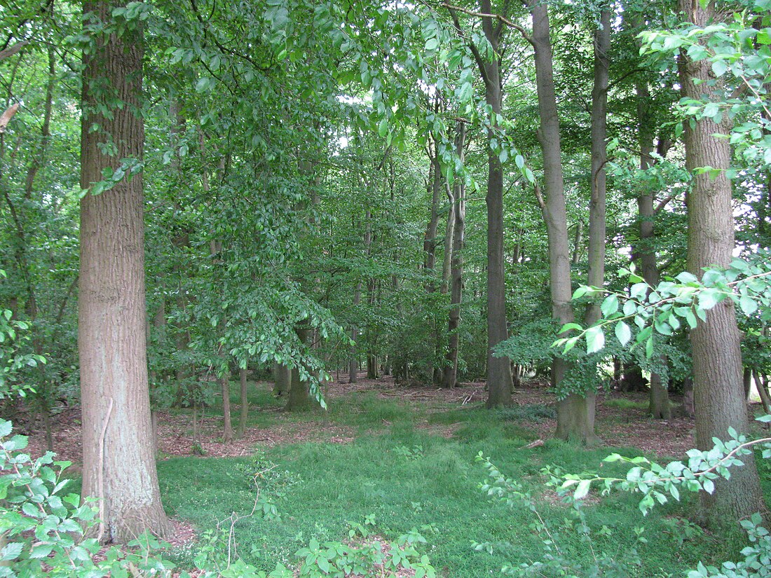 Quellwald bei Bennemühlen