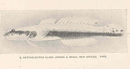 Xenisthmus clarus