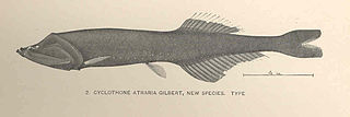 <i>Cyclothone atraria</i> Species of fish