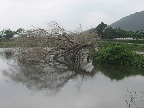 A fallen tree on a fishpond, Shui Mei Village, Kam Tin, Hong Kong