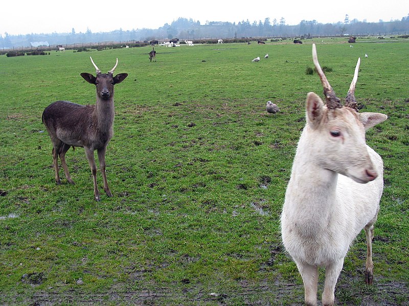 صورة:Fallow Deer on farm.jpg