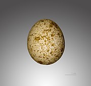Egg Faucon crecerelle MHNT.jpg
