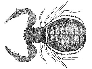 <span class="mw-page-title-main">Feaellidae</span> Family of pseudoscorpions