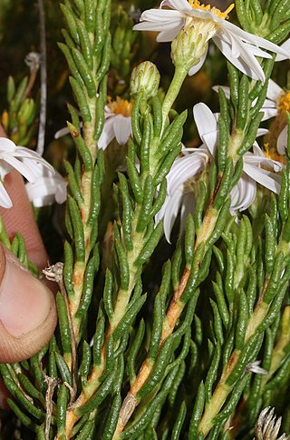 <i>Felicia oleosa</i> A shrublet in the daisy family from South Africa