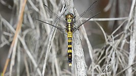 Orthetrum boumiera