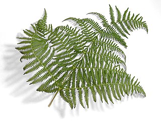 Fern-leaf-oliv.jpg