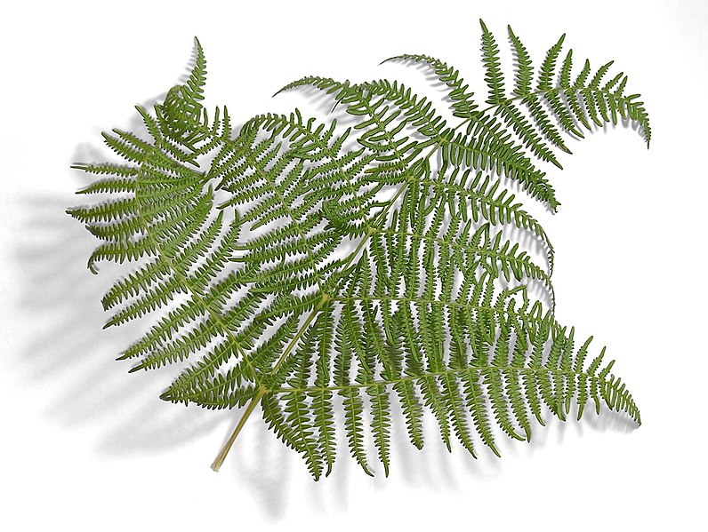 File:Fern-leaf-oliv.jpg