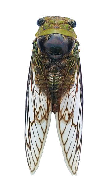 File:Fidicina mannifera (Cicadidae).png