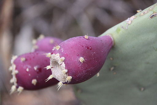 Figues de Barbarie (2)