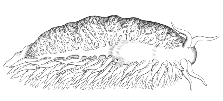 Drawing of dorsal view of Fiona pinnata with cerata removed on the left side. There are visible branches of the digestive gland leading from cerata to the gut. The heart is visible in the centre. The anus is visible as tube-like opening next to the heart. There is also renal pore between heart and anus. (See notes on the image.) Fiona pinnata 4.png