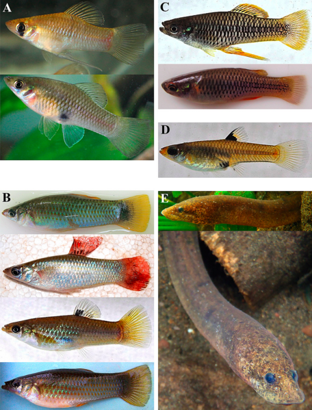 File:Fishes from the Tirimbina Biological Reserve (Cyprinodontiformes and Synbranchiformes).png