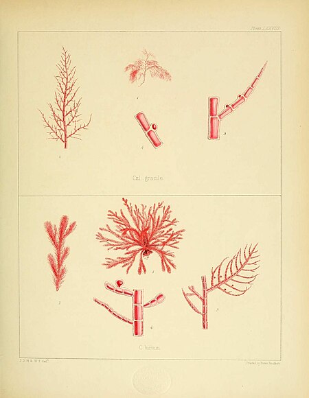 Plate LXXVIII; Made of up of two smaller images of Algae. Fig I: Calithamnion gracile Hook. fil. et Harv.; Fig II: Calithamnion hirtum Hook. fil. et Harv.; J.D.H., & W.F. del; Printed by Reeve Brothers