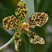 Grammatophyllum speciosum Type species