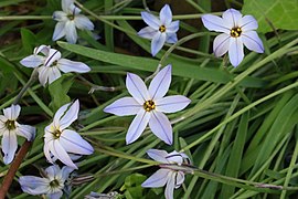 Spring starflower