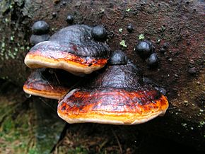 Popis tohoto obrázku, také komentován níže