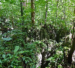 Forest on limestone formations