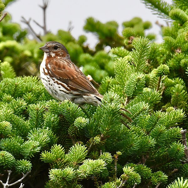 File:Fox sparrow cape race 7.25.22 DSC 2033.jpg