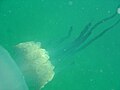 Frilly-mouthed jellyfish at Long Beach DSC00737.JPG