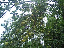 Fruit in Galeshkola2.jpg