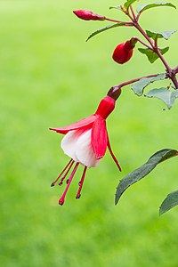 Fuchsia sp. 'Twinny'