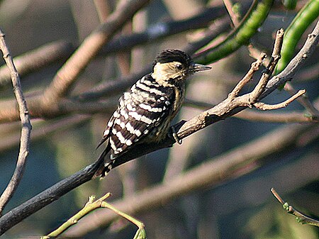 Tập_tin:Fulvous_breasted_Woodpecker_Im_IMG_0232.jpg