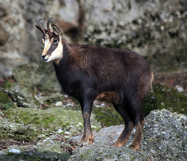 A chamois, showing its white face, the dark stripe on its eyes, and its generally cute appearance.