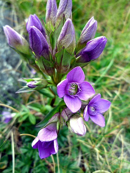 File:GENTIANA CAMPESTRIS - CABDELLA - IB-139.JPG