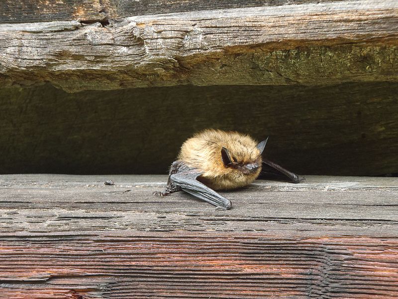 File:GH Eastern Small Footed Bat (15206620641).jpg
